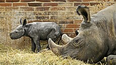 Mlád nosoroce erného s matkou Molly (20. prosince 2022)