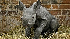 Mládě nosorožce černého