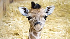 Čtyřdenní mládě žirafy Rothschildovy (27. prosince 2022)