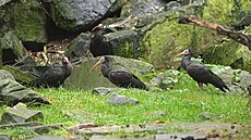 V Zoo Ostrava letos odchovali dva páry ibis skalních po jednom mládti. Oba...