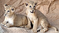 Jeden samec a dv samice dostali pozdji arabská jména Ghazanfar (lev),...