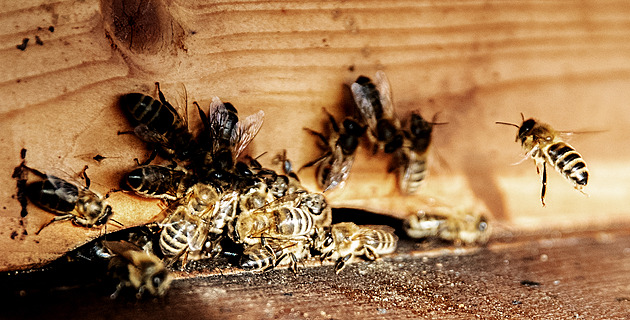 V Česku uhynula polovina včelstev. Na vině je teplejší nástup zimy
