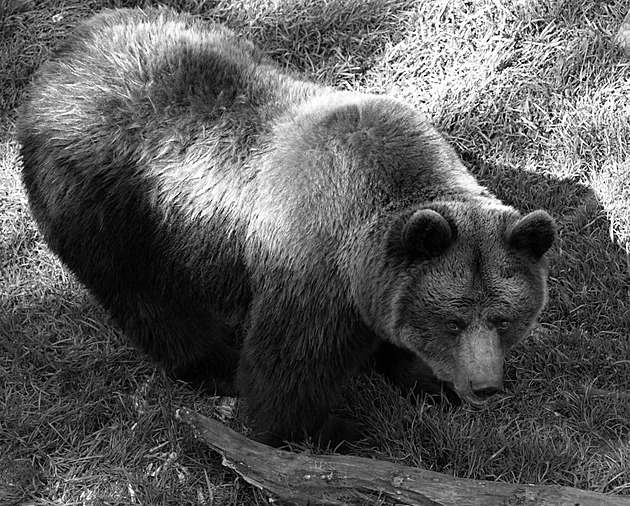 V Náchodě náhle uhynula medvědice Dáša. Byla symbolem tamního zámku