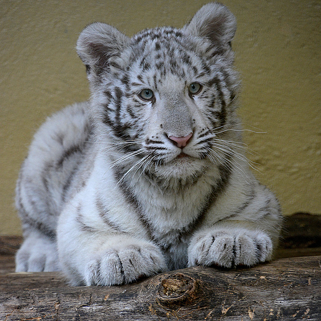 Samičku bílého tygra zabavili celníci, dočasný domov našla v hodonínské zoo
