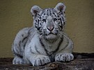 Malá samika bílého tygra pibyla mezi vzácné obyvatele hodonínské zoologické...
