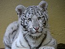 Mal� sami�ka b�l�ho tygra p�ibyla mezi vz�cn� obyvatele hodon�nsk� zoologick�...