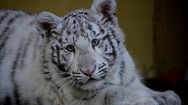 Ml�d� bylo zabaveno z neleg�ln�ho chovu. Ostatn�ch tygr� ze zoo v Hodon�n� si p��li� nev��m�.