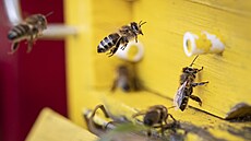 Včely v komunitní zahradě Metrofarm na pražském Císařském ostrově začaly kvůli...