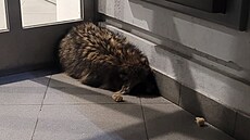 Psík mývalovitý si ustlal pod bankomatem.