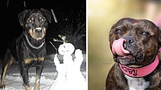 Nejroztomilejí mazlíci msíce prosince