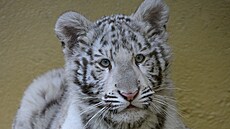 Malá sami�ka bílého tygra p�ibyla mezi vzácné obyvatele hodonínské zoologické...