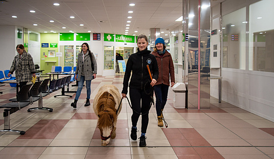 Terapie zvíaty má skvlé výsledky ve Fakultní nemocnici Olomouc, kde je...