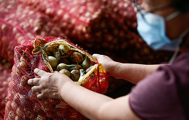 Po celém světě chybí cibule. Její cena roste a mění každodenní jídelníčky