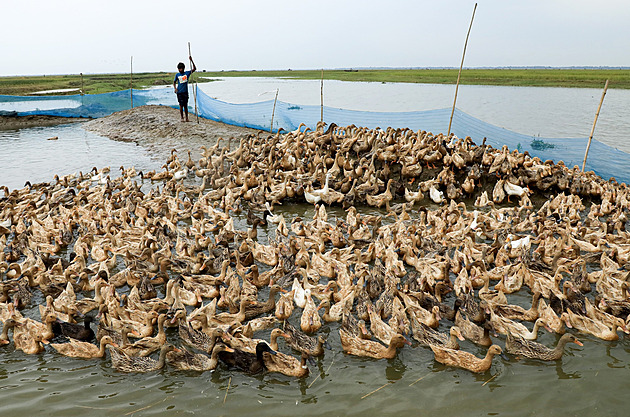 Bangladéšští zemědělci přešli z kuřat na kachny. Výhoda je, že plavou