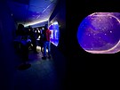 Akrylová akvária vyrobená v Japonsku jsou uvnit zaoblená, protoe medúzy...