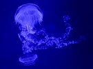 V zooparku jsou k vidní medúzy, které ijí pedevím ve Stedozemním, Baltském...