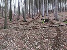 Po motork���ch zbyly v lese v Bra�ci vyjet� stopy. (31. prosince 2022)