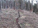 Po motork���ch zbyly v lese v Bra�ci vyjet� stopy. (31. prosince 2022)