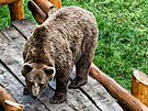 Medv�di v N�chod� na z�mku maj� novou prol�za�ku. (28. srpna 2012)