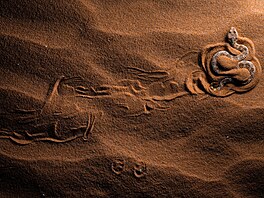 Tetí skonil v sekci Zvíata Paul Lennart Schmid s fotografií Had v písku, ze...