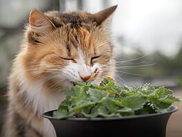 Koky jsou veobecn velmi zvdavá a ilá zvíata, která není lehké uhlídat a...