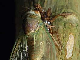 Tato cikáda z Bornea je tedy hmyzem s promnou nedokonalou, který podobn jako...