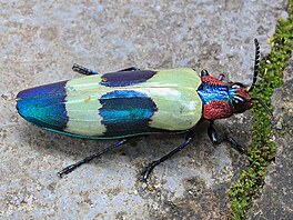 Nejpoetnjím hmyzím ádem jsou brouci (Coleoptera). Popsaných je jich u více...