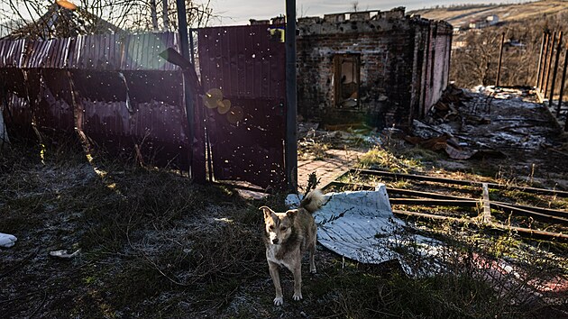 Pes ve vesnici Bohorodyne na vchodn Ukrajin, kterou pi dobvn zlikvidovala rusk armda. (20. prosince 2022)