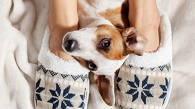 P�elom roku b�v� ve znamen� leno�en� i pro mazl��ky.