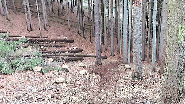 Po motork���ch zbyly v lese v Bra�ci vyjet� stopy. (31. prosince 2022)