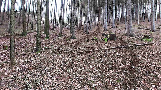 Po motork���ch zbyly v lese v Bra�ci vyjet� stopy. (31. prosince 2022)