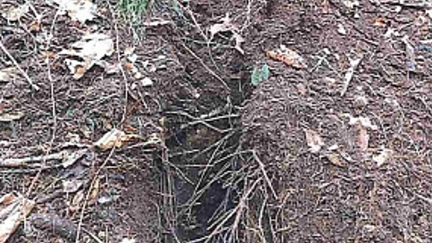 Po motork���ch zbyly v lese v Bra�ci vyjet� stopy. (31. prosince 2022)