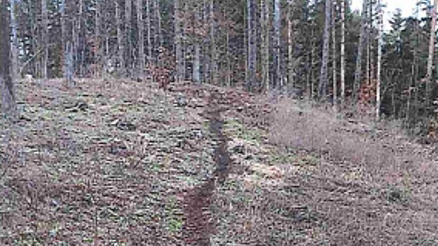 Po motork���ch zbyly v lese v Bra�ci vyjet� stopy. (31. prosince 2022)