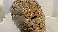 Takto vypadala lebka nalezená v Beisamounu (replika z muzea v Haif).