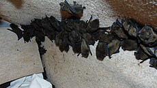 Odchycená kolonie netopýr hvízdavých