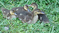 Archa loni zachránila i osi�elá kach�átka