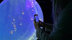 Víme, e medúzy budou pro návtvníky velkým lákadlem, uvedla editelka...