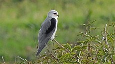 Vzácný dravec lun�c �edý