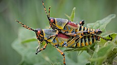 Zonocerus cf. elegans 