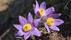 koniklec otev�ený - �eské st�edoho�í