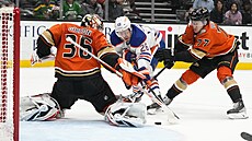 Branká John Gibson z Anaheimu likviduje anci  Mattiase Janmarka z Edmontonu...