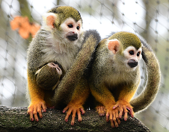Zoo Olomouc odchovala loni opičky potuly veverovité.