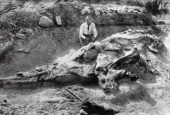 Vykopávky holotypu kachnozobého dinosaura druhu Corythosaurus casuarius. Právě...