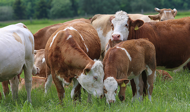 Farmář musí odškodnit sousedy za bučení a zápach krav. Vyvolalo to protesty