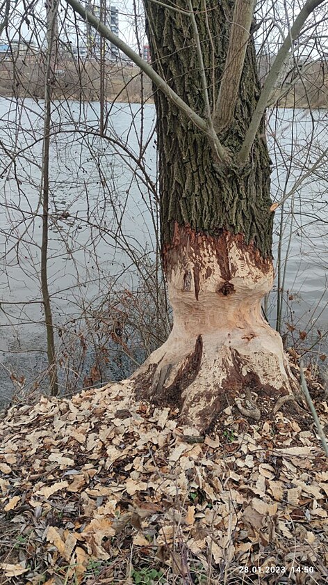 <p>Při procházce podél Vltavy poblíž zdymadel Modřany byl po cestě několikrát spatřen ohlodaný strom od velkého hlodavce bobra, kterému se zde zřejmě daří.</p>