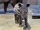 Nov narozené mlád tapíra abrakového má jméno Coffee a je velkým chovatelským...