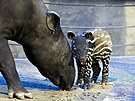 Nov narozené mlád tapíra abrakového má jméno Coffee a je velkým chovatelským...
