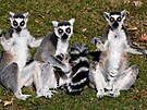 Zoo Olomouc odchovala loni lemury.