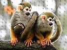Zoo Olomouc odchovala loni opiky potuly veverovité.