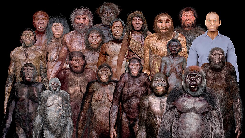 Lidská evoluce je miliony let dlouhá a zahrnuje desítky druh a...